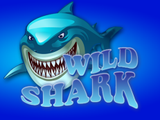 wild shark